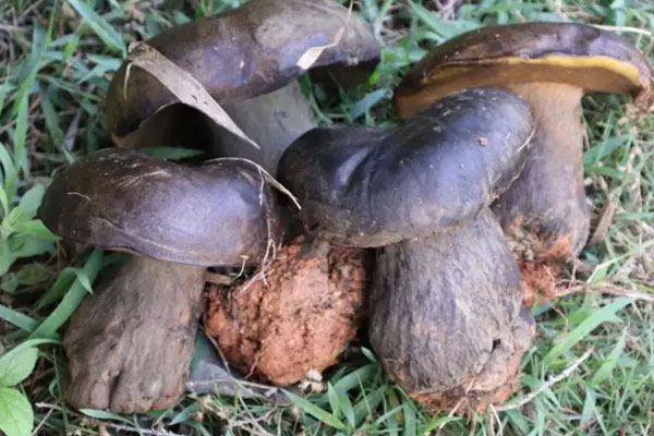 牛肝菌對(duì)癌癥的抑制率 牛肝菌對(duì)癌癥的抑制率