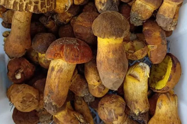 牛肝菌營養(yǎng)成分的含量 牛肝菌營養(yǎng)成分的含量