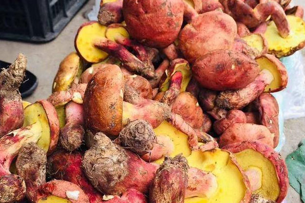 牛肝菌什么季節(jié)有，常見牛肝菌種類