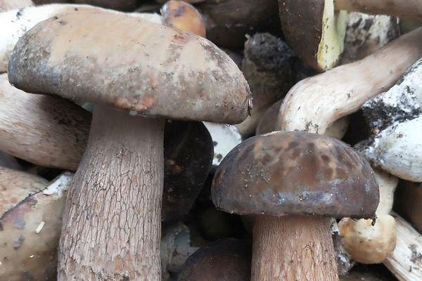 牛肝菌可以和菠菜一起吃嗎 牛肝菌可以和菠菜一起吃嗎