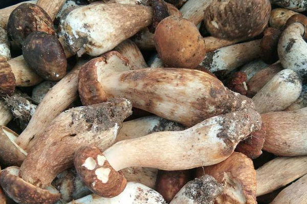 牛肝菌一年四季都有嗎，紅乳牛肝菌有白色的嗎