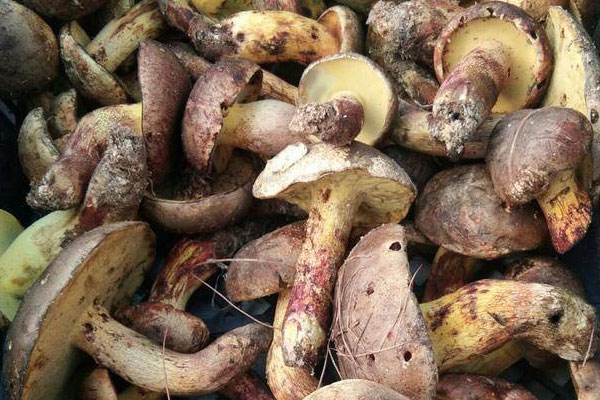 牛肝菌幾月份到幾月份出，紅蔥牛肝菌炒多久