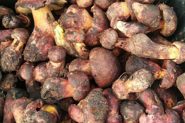 紅蔥牛肝菌炒多久熟 紅蔥牛肝菌炒多久熟