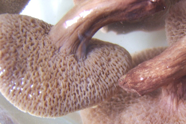 紅乳牛肝菌泡多長時間，紅乳牛肝菌要焯水嗎