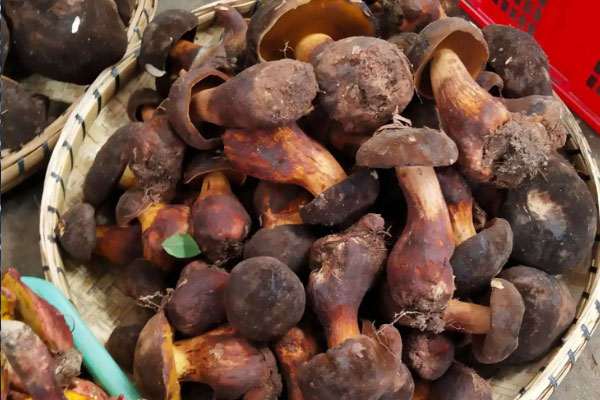 黑牛肝菌切出來變藍(lán)色，牛肝菌上白色條條是蟲嗎