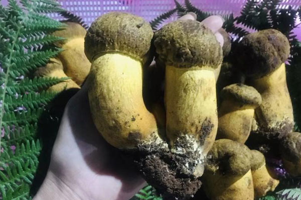 牛肝菌上白色條條是不是蟲 牛肝菌上白色條條是不是蟲