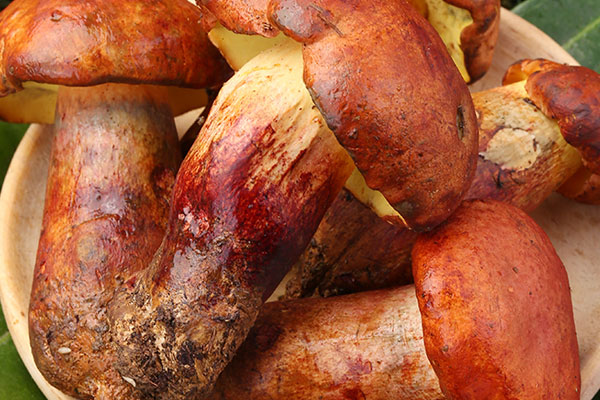 牛肝菌生吃有毒嗎，干的紅乳牛肝菌發(fā)白還能吃嗎