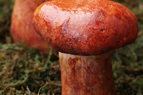 新鮮牛肝菌可以生吃嗎，牛肝菌切開根部發(fā)綠能吃嗎