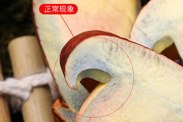 牛肝菌切開根部發(fā)綠可以吃嗎 牛肝菌切開根部發(fā)綠可以吃嗎