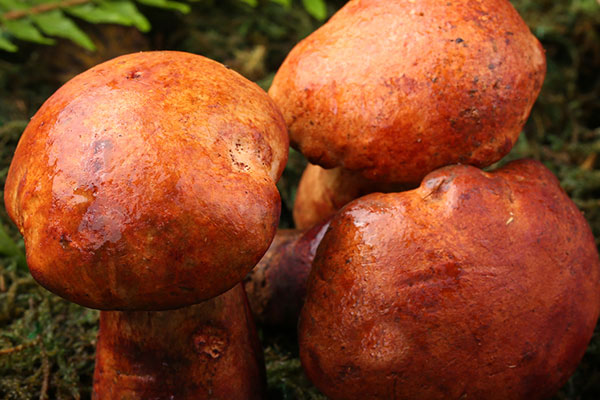 牛肝菌過了保質(zhì)期吃了會(huì)中毒嗎，牛肝菌吃多了有什么副作用