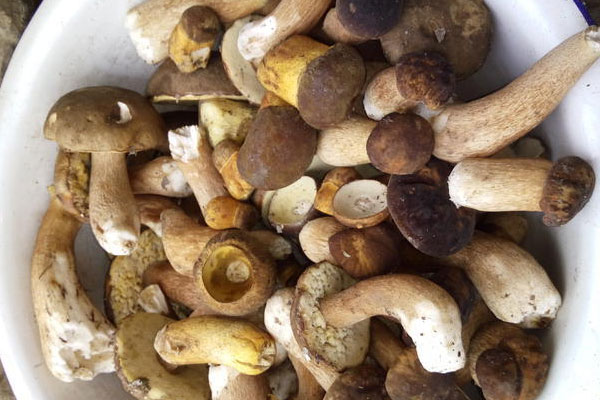 牛肝菌能與牛肉同燉嗎 牛肝菌能與牛肉同燉嗎