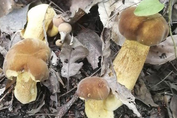 牛肝菌中間軟了能吃嗎，牛肝菌沒熟可以吃嗎