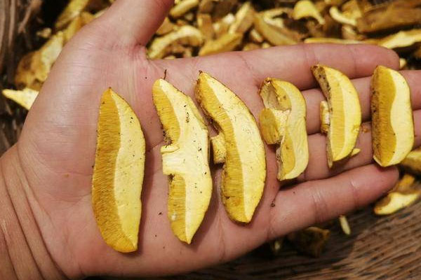 牛肝菌沒熟能吃嗎 牛肝菌沒熟能吃嗎