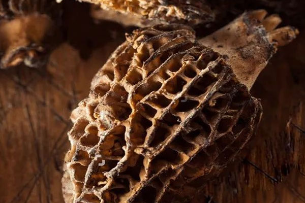 不同品種羊肚菌的產(chǎn)地 不同品種羊肚菌的產(chǎn)地