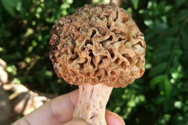 羊肚菌是真菌嗎，羊肚菌是空心的嗎