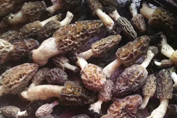 羊肚菌中間是空的嗎 羊肚菌中間是空的嗎