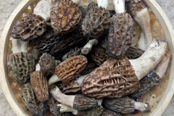 野生羊肚菌生長(zhǎng)在多高海拔的地方 野生羊肚菌生長(zhǎng)在多高海拔的地方