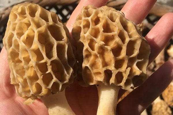 青春期的孩子能吃羊肚菌嗎，羊肚菌是植物嗎