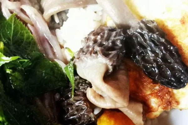 羊肚菌是不是植物 羊肚菌是不是植物