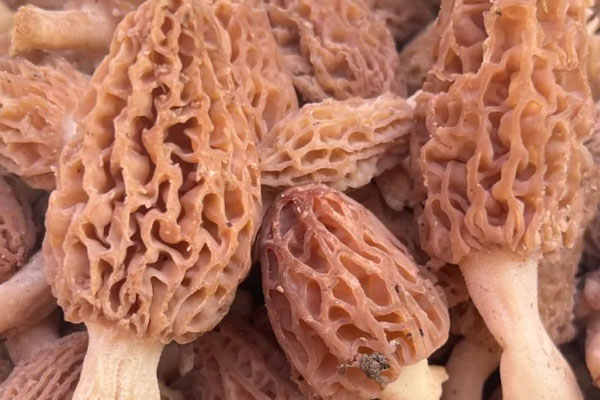 羊肚菌是野生的還是種植的呢 羊肚菌是野生的還是種植的呢