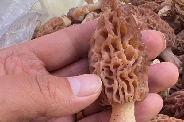 羊肚菌的菌絲體可以活多久 羊肚菌的菌絲體可以活多久