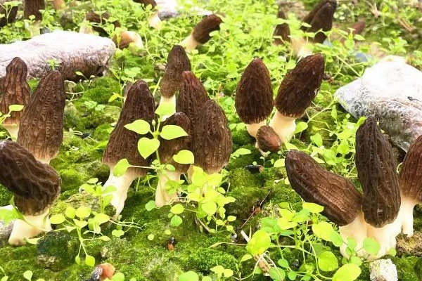 羊肚菌的三個類群 羊肚菌的三個類群