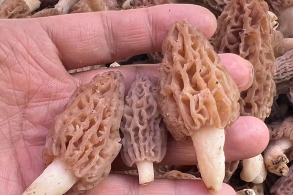 喉嚨痛能吃羊肚菌嗎 喉嚨痛能吃羊肚菌嗎