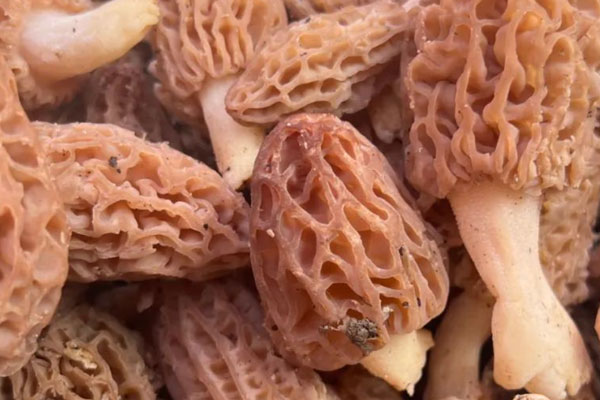 感冒發(fā)燒可以吃羊肚菌嗎，喉嚨痛可以吃羊肚菌嗎