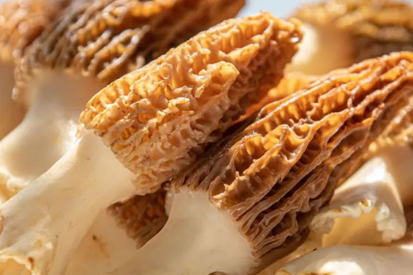 肝火旺可以吃羊肚菌嗎，脾胃虛寒可以吃羊肚菌嗎