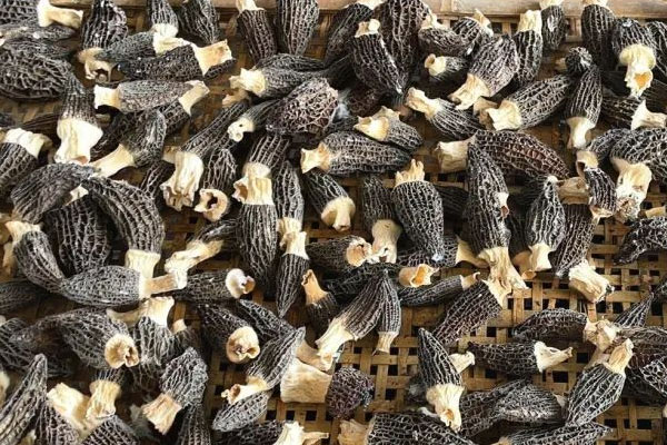 陰虛能吃羊肚菌嗎 陰虛能吃羊肚菌嗎