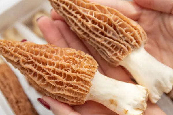 羊肚菌的生長(zhǎng)期有多久 羊肚菌的生長(zhǎng)期有多久