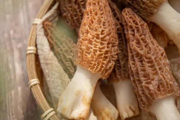 羊肚菌對腸炎有幫助嗎，小孩拉肚子能吃羊肚菌嗎