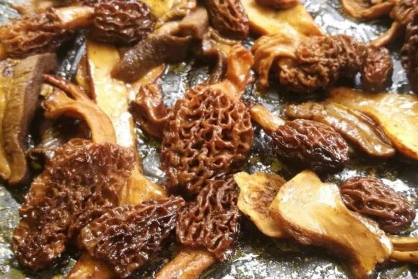 羊肚菌是菌類嗎，羊肚菌是羊身上的東西嗎