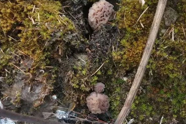 羊肚菌是羊身上的嗎 羊肚菌是羊身上的嗎