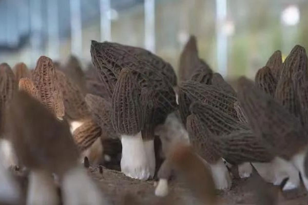 小寶寶吃羊肚菌會(huì)過(guò)敏嗎 小寶寶吃羊肚菌會(huì)過(guò)敏嗎