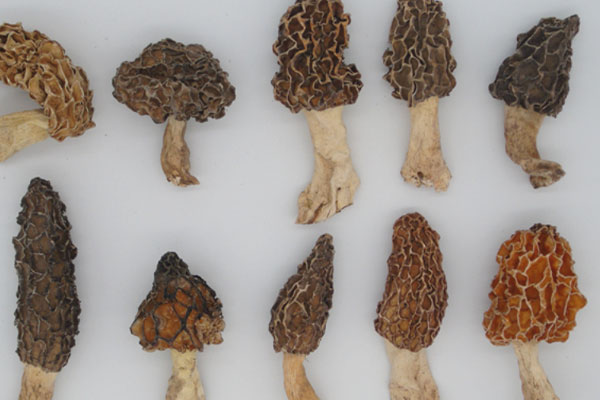 干羊肚菌一定要用溫水浸泡嗎 干羊肚菌一定要用溫水浸泡嗎