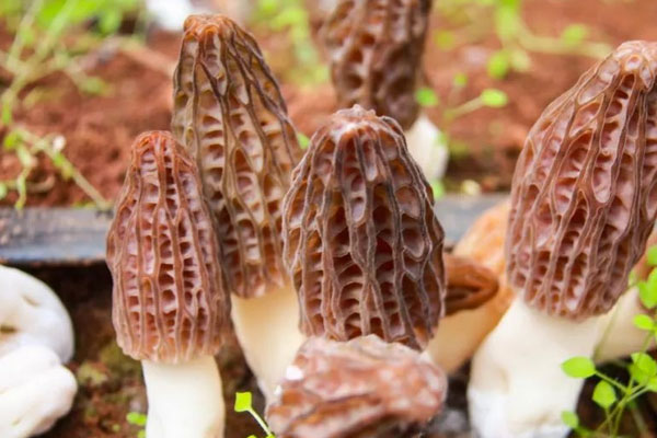 羊肚菌芝士焗娃娃菜的食用禁忌 羊肚菌芝士焗娃娃菜的食用禁忌