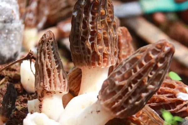 農(nóng)家小炒羊肚菌的禁忌人群 農(nóng)家小炒羊肚菌的禁忌人群