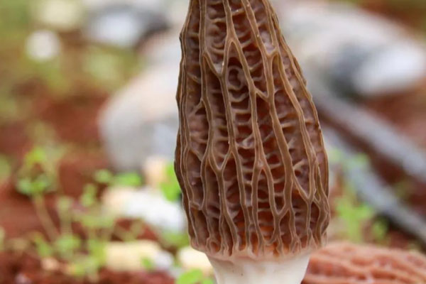 蝦泥釀羊肚菌蒸絲瓜的食用禁忌 蝦泥釀羊肚菌蒸絲瓜的食用禁忌