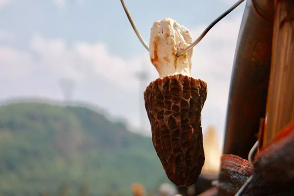 羊肚菌雜菌火鍋的食用禁忌 羊肚菌雜菌火鍋的食用禁忌