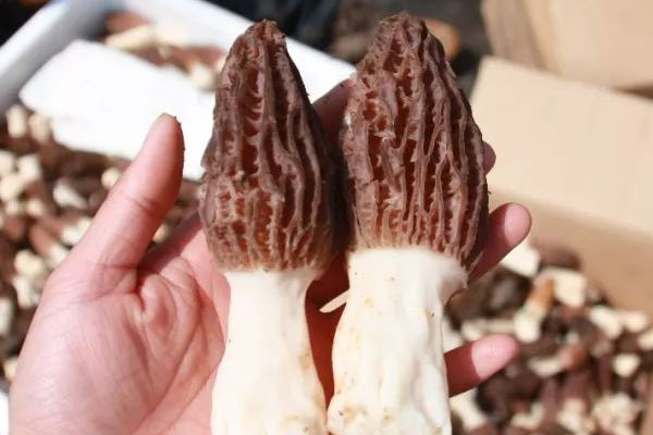 牛肉配羊肚菌汁的營養(yǎng)價(jià)值 牛肉配羊肚菌汁的營養(yǎng)價(jià)值