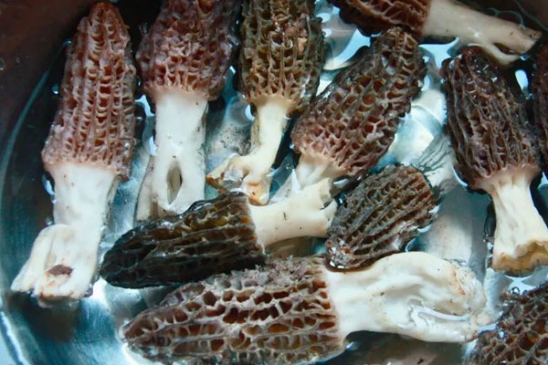 牛肉配羊肚菌汁的食用禁忌 牛肉配羊肚菌汁的食用禁忌