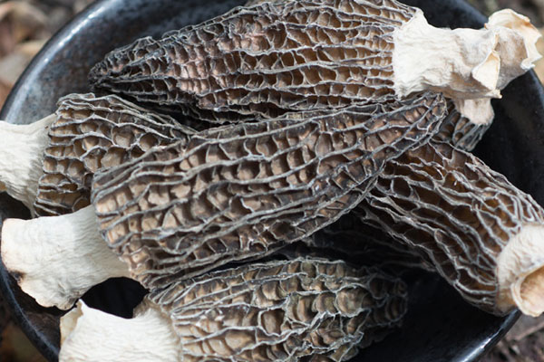 羊肚菌藜麥粥的食用禁忌 羊肚菌藜麥粥的食用禁忌