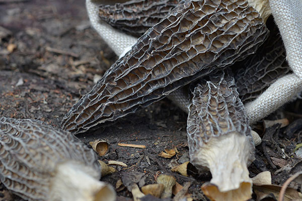 羊肚菌瑤柱蒸肉餅的食用禁忌 羊肚菌瑤柱蒸肉餅的食用禁忌