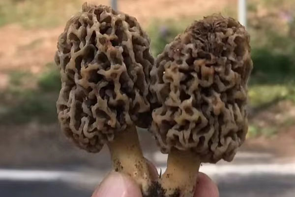 羊肚菌茯苓枸杞湯的食用禁忌 羊肚菌茯苓枸杞湯的食用禁忌