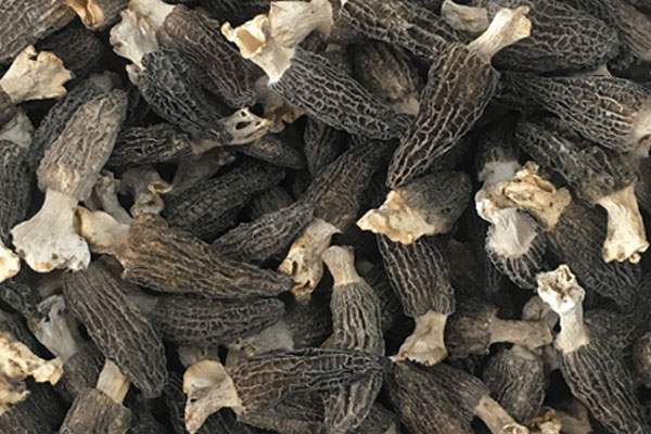 羊肚菌魷魚排骨湯的食用禁忌 羊肚菌魷魚排骨湯的食用禁忌