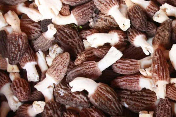 蘆筍佐羊肚菌的營養(yǎng)價值 蘆筍佐羊肚菌的營養(yǎng)價值