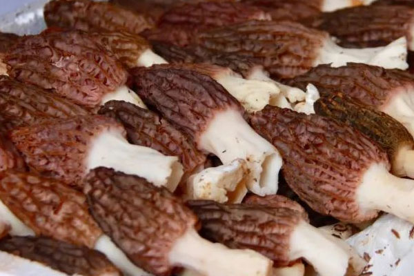 蘆筍佐羊肚菌的食用禁忌 蘆筍佐羊肚菌的食用禁忌