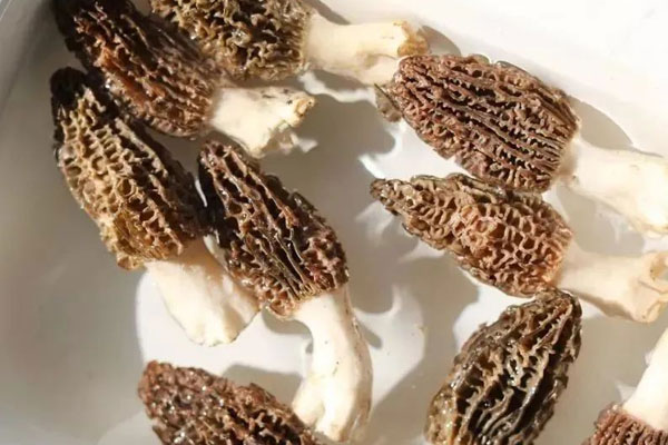 油浸羊肚菌的禁忌人群 油浸羊肚菌的禁忌人群