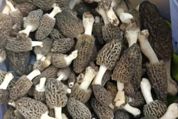 羊肚菌炒玉米筍的功效作用 羊肚菌炒玉米筍的功效作用